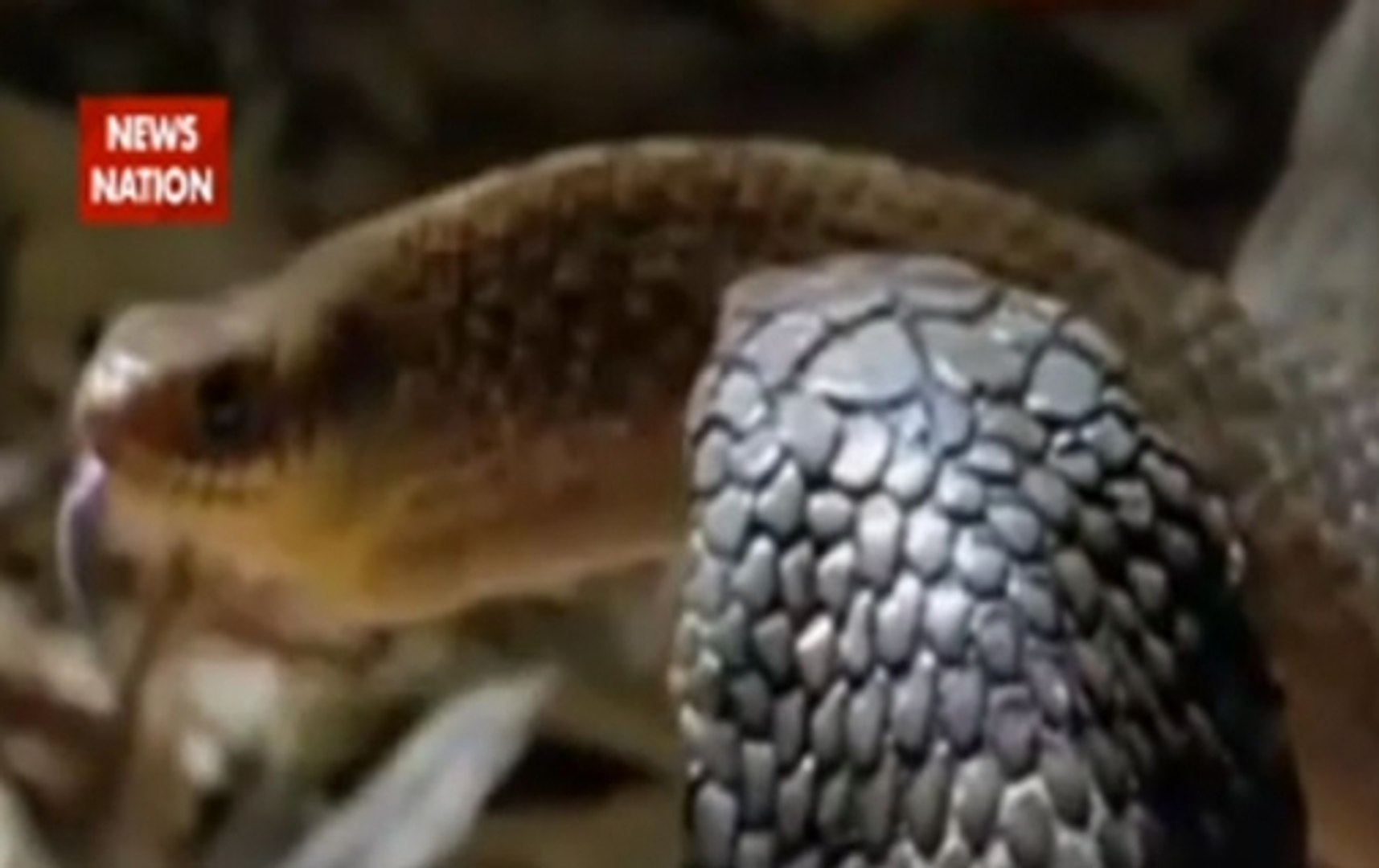 Jungle News: American scientists find specimen of ancient snake prevalent in Dinosaur era
