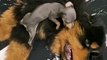 Russian Toy Terrier Bothers Tibetan Mastiff