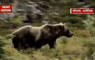Jungle News: Grizzly bear kills man