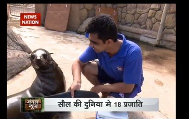 Jungle News: Sea lion powerful enough to defeat whale