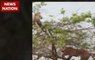 Jungle News: Tiger falls from tree while chasing monkey