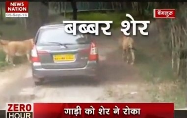 Zero Hour: Lions rule in Bengaluru's Bannerghatta National Park