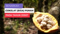 Nasib Pohon Kakao di Masa Depan Bikin Cokelat (Bisa) Punah???