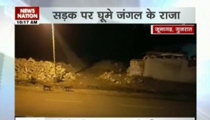Bizarre video goes viral; pride of lions roams freely in the city