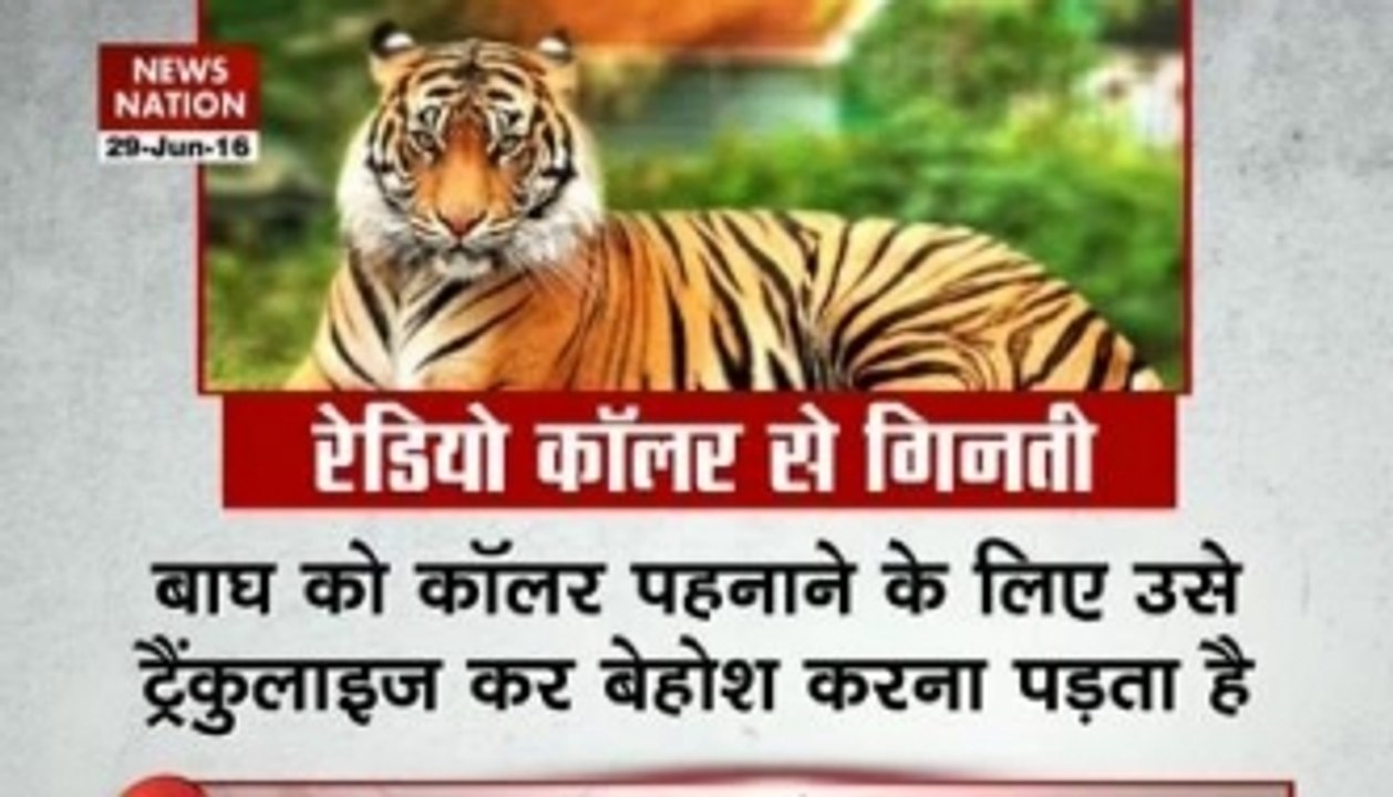 Startling numbers show tiger poaching on rise