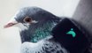 Pigeons are London's newest pollution fighters