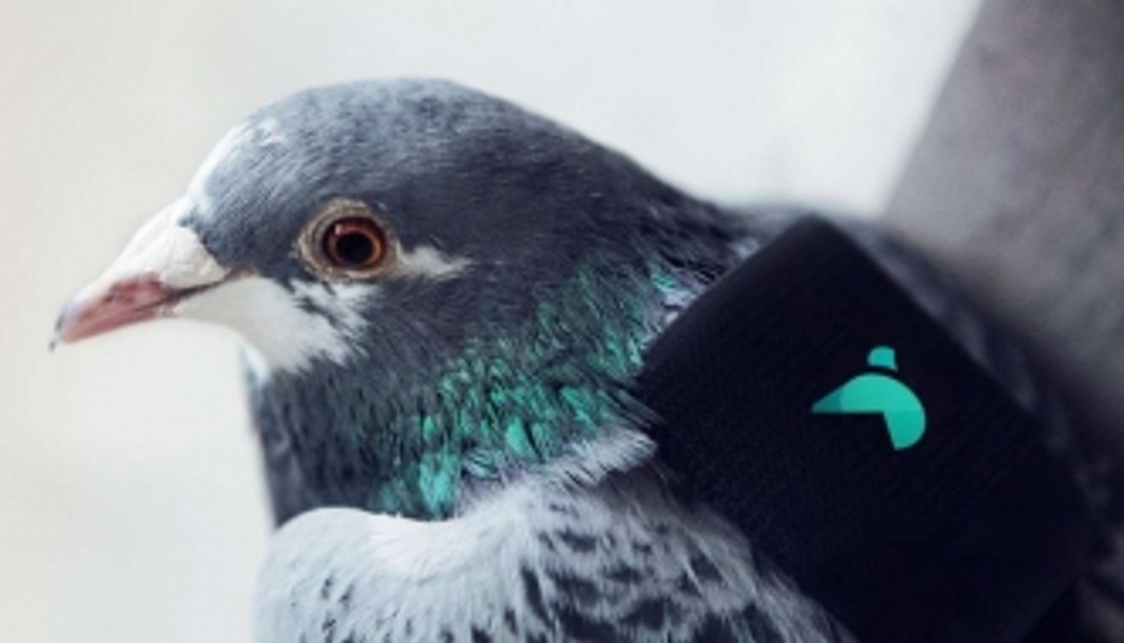 Pigeons are London's newest pollution fighters