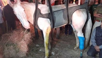 BJP MLA, accused of attacking police horse Shaktiman, arrested