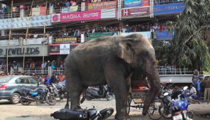 Elephant rampage in India