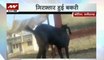 Goat accused of being repeat offender arrested, freed later in Chattisgarh