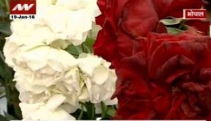 300 varieties at Bhopal 'Rose Show'