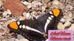 Butterfly nature videos/butterfly nature/nature touch/तितली की दुनिया/feature videos//By Anil Verma. 6.