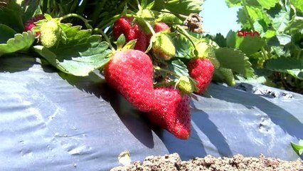SAMSUN Sosyal mesafeli, maskeli, eldivenli çilek hasadı yapıyorlar