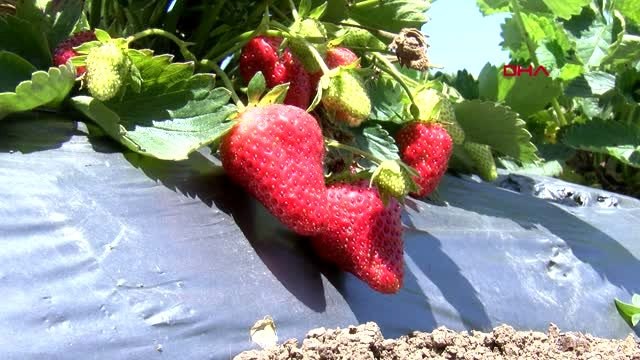 SAMSUN Sosyal mesafeli, maskeli, eldivenli çilek hasadı yapıyorlar