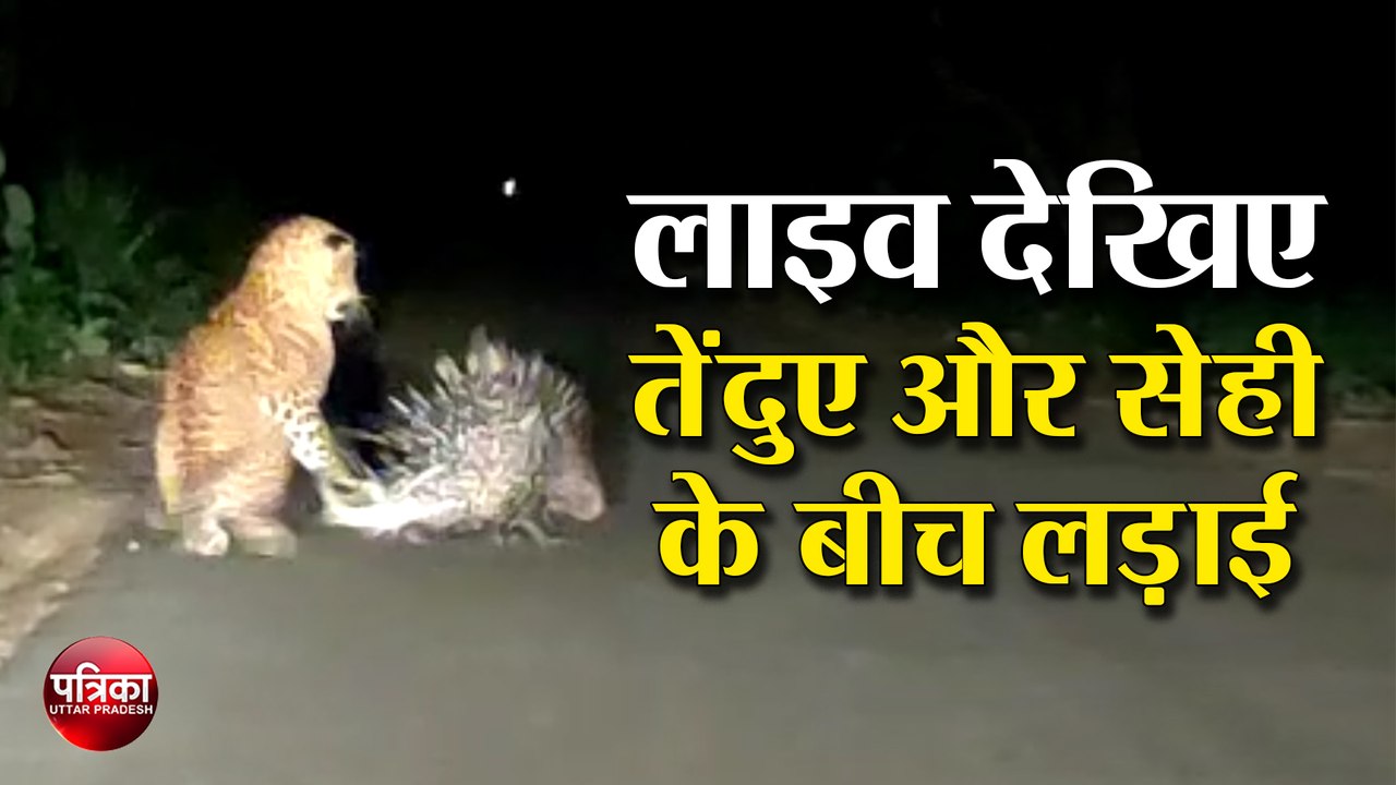 लाइव देखिए तेंदुए ( Leopard ) और सेही ( Porcupine ) के बीच लड़ाई
