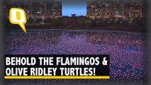 Watch: Flamingos Turn Mumbai Pink, Olive Ridley Turtles Make Way to Coast in Odisha