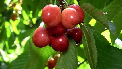 Mersin'de turfanda kiraz çıktı, üreticinin yüzü güldü