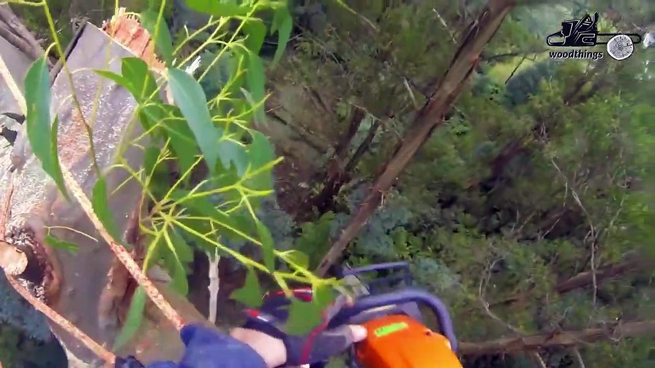 Mountain Ash Tree Removal at 200+ ft. Dangerous Tree Felling by Arborist