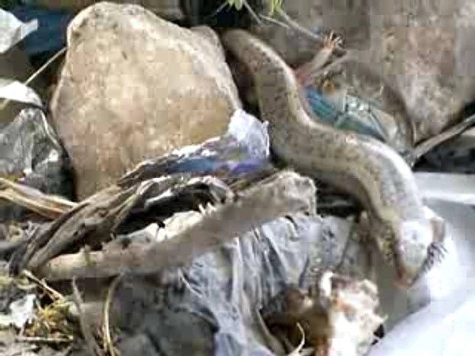 Lezard Algerien fouille el zbel