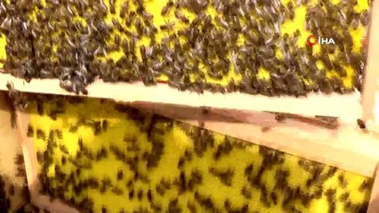 Çiftçi belgesine talep arttı, Artvin İl Pandemi Kurulu önlemini böyle aldı