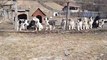 BiR DUZiNE ALABAY COBAN KOPEGi YAVRULARI - ALABAi SHEPHERD DOG PUPPiES FARM