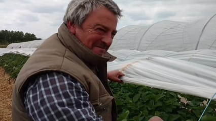 Visite dans les champs de fraises de Lesdain
