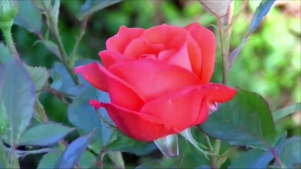 Ever seen before flower blooming close up video