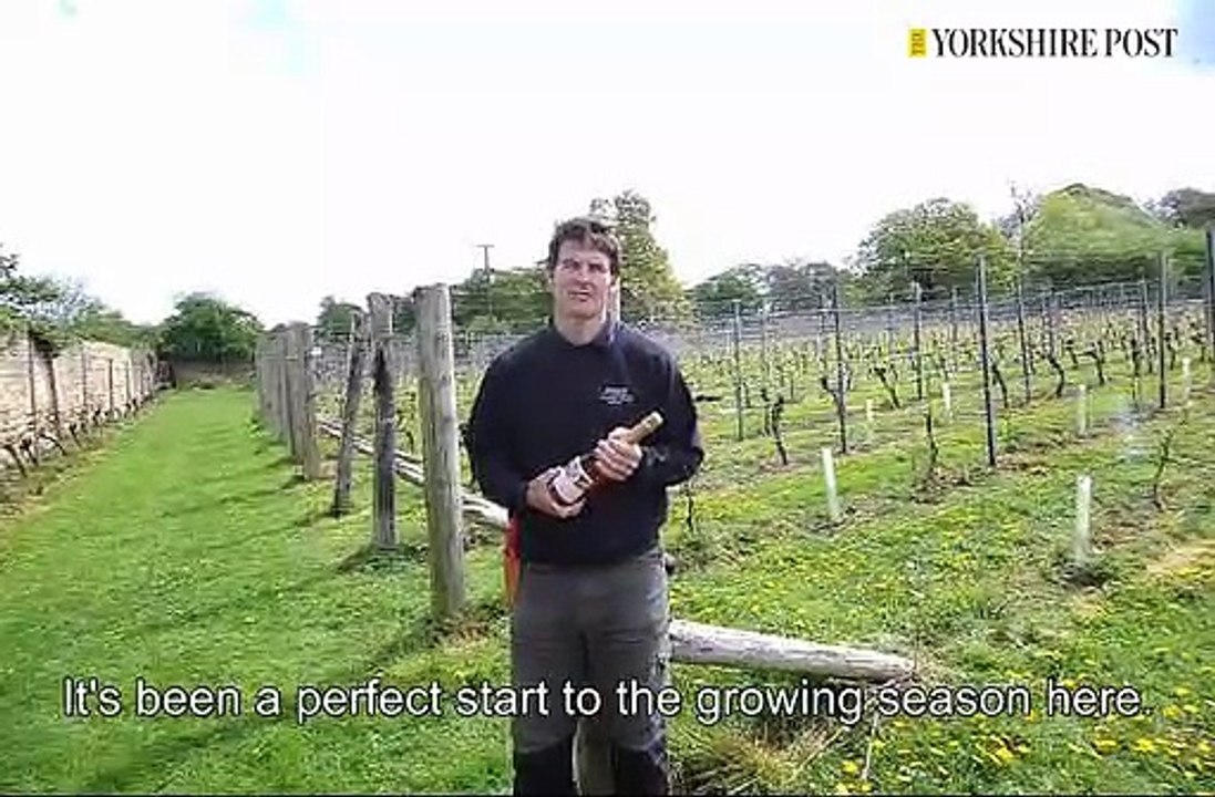 Renishaw Hall Vineyard