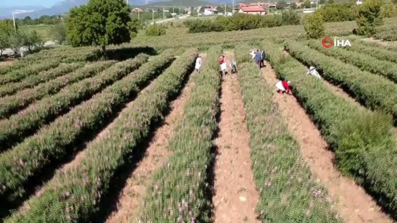 Her yıl hasat zamanı binlerce turisti ağırlayan gül bahçeleri, bu yıl Korona nedeniyle boş kaldı