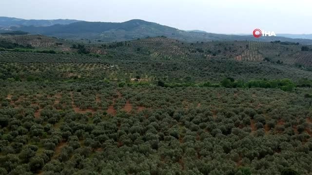 Kur'an-ı Kerim'de ismi geçen zeytin ve incir, koronavirüs ile mücadelede kullanılıyor