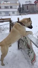 ANADOLU COBAN KOPEGi ve KAR - ANATOLiAN SHEPHERD DOG and SNOW