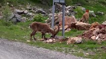 Tunceli'de dağ keçileri sürü halinde karayoluna indi
