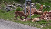 Tunceli'de dağ keçileri sürü halinde karayoluna indi