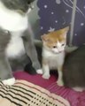 Cute Kittens and Cats together || Kucing dan Kucing Lucu bersama