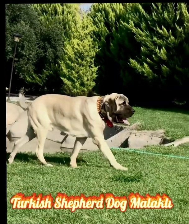 AKSARAY MALAKLI COBAN KOPEGi - MALAKLI SHEPHERD DOG in GARDEN
