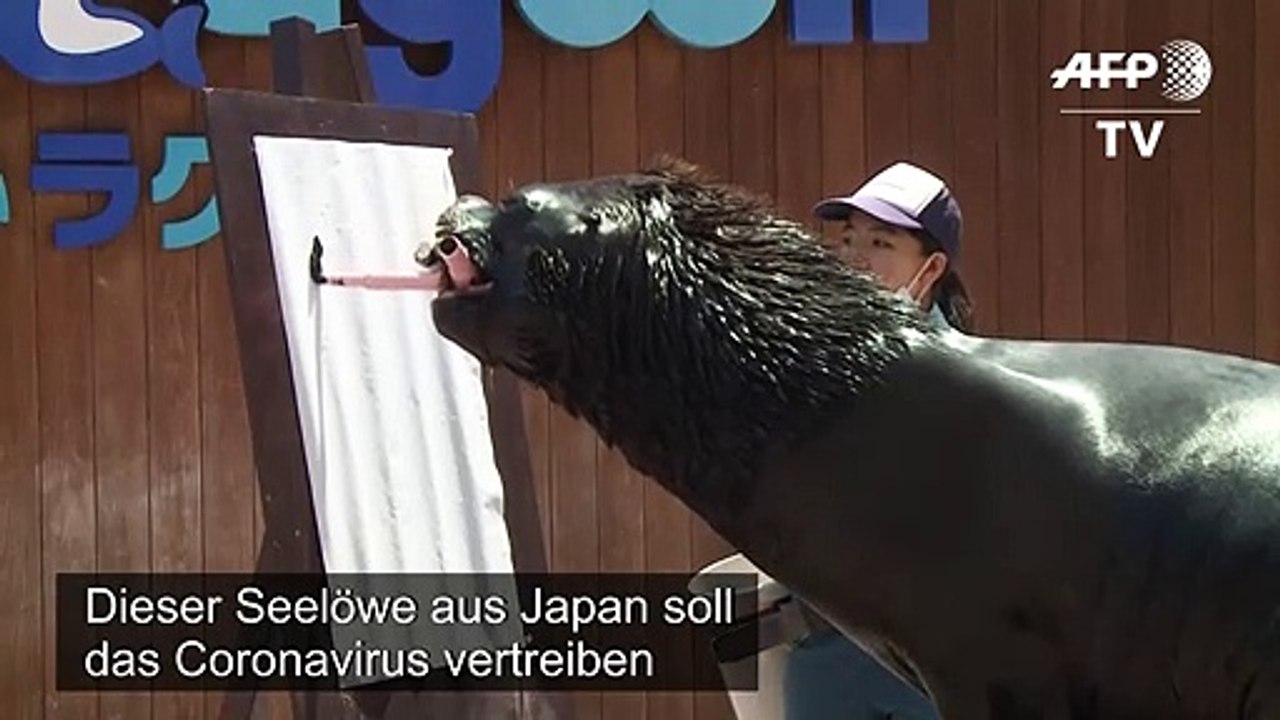 Malender Seelöwe soll Corona-Pandemie vertreiben