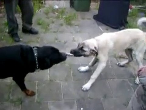 ROTTWEiLER VS SiVAS KANGAL KOPEGi _ ROTTWEiLER DOG VS KANGAL DOG