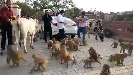 मथुरा: लॉकडाउन में जानवरों की सेवा कर रहीं है समितियां