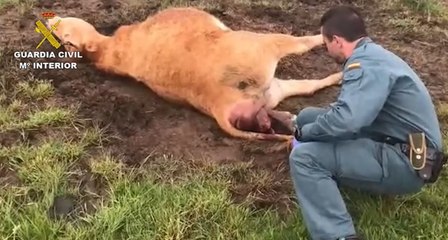 La Guardia Civil auxilia a una vaca en el parto de un ternero