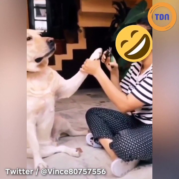 Ce chien qui n'aime pas qu'on touche à ses griffes est un grand comédien !