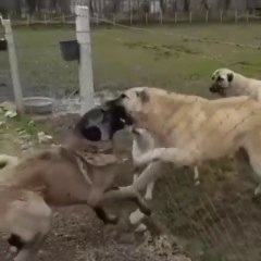 KANGALLAR KARSI KARSIYA SERT ATISMA - KANGAL SHEPHERD DOGS VS