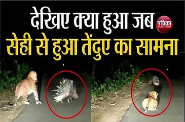 देखिए क्या हुआ जब सेही से हुआ तेंदुए का सामना