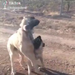 COBAN KOPEKLERiNiN SERT OYUNLARI - ANATOLiAN SHEPHERD DOG ANGRY PLAY GAME