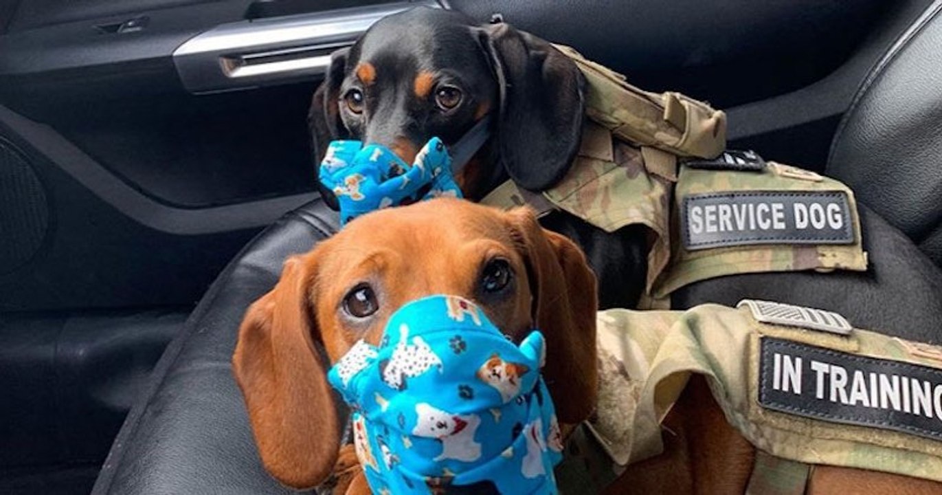 Ce livreur Fedex emmène ses chiots avec lui pendant ses tournées 