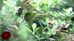 Top 10 RAREST Birds on Earth! | collbold