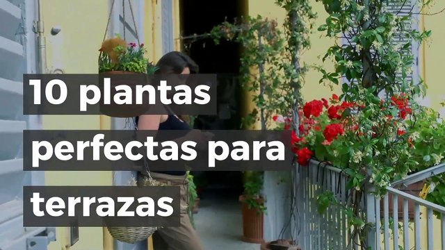 10 plantas perfectas para terrazas