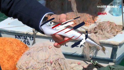 Balon balığı yiyen 3 arkadaş zehirlendi! Birinin durumu kritik