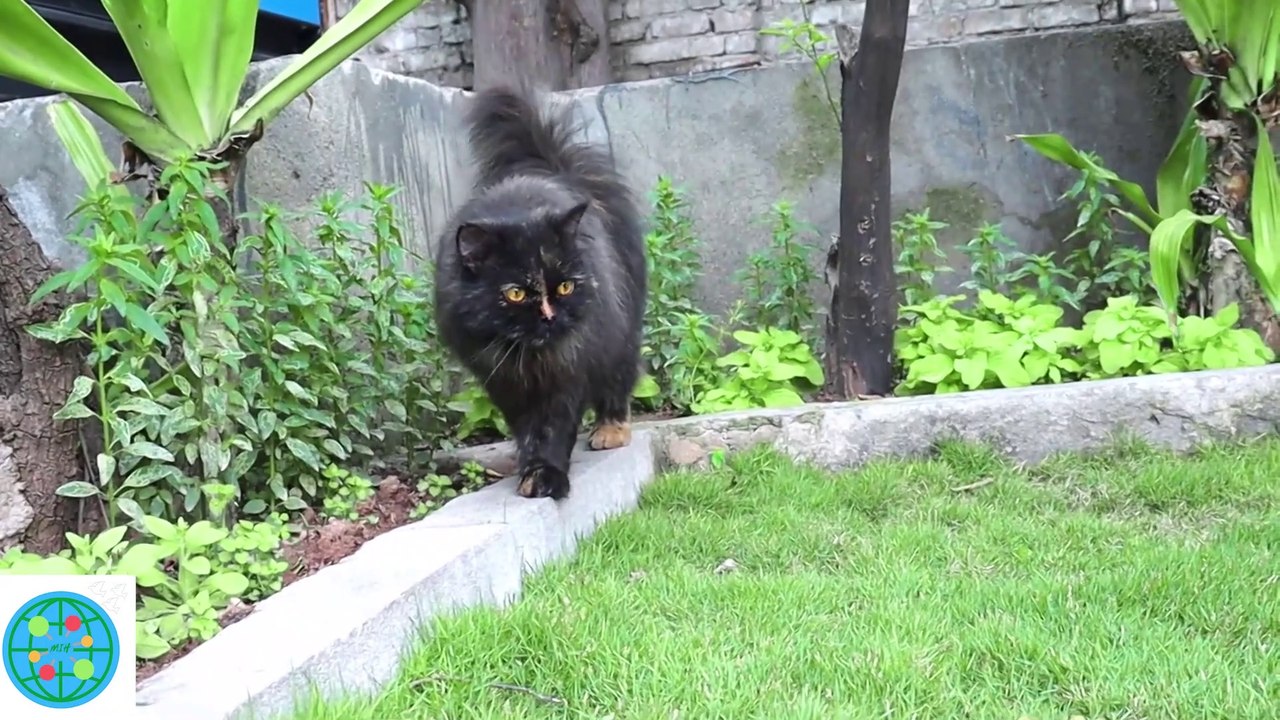 Funny Cat Videos Compilation