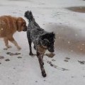 KAR ve iRAN COBAN KOPEKLERi - SNOW and iRANiAN SHEPHERD DOGS
