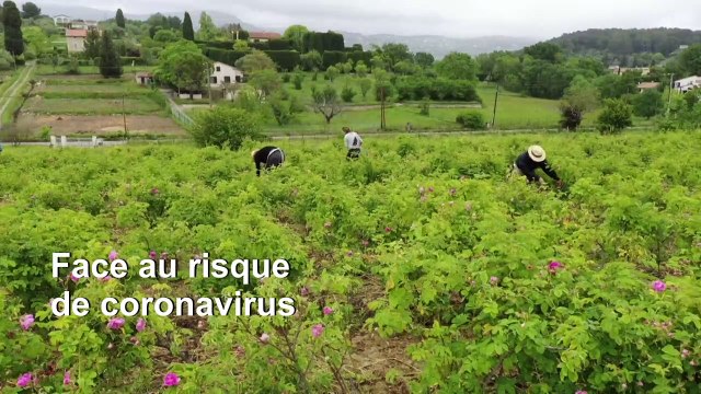 A Grasse, le comble pour les cueilleurs de rose à parfum? Travailler masqués!